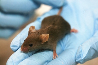 Scientists remotely activate and deactivate genes with radio waves