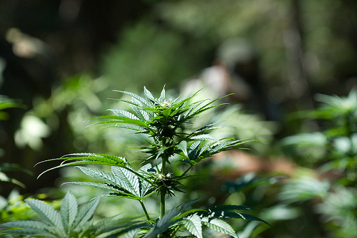 Fighting Cancer: Another Study Reveals the Cannabis and Cancer Link Fighting Cancer: Another Study Reveals the Cannabis and Cancer Link