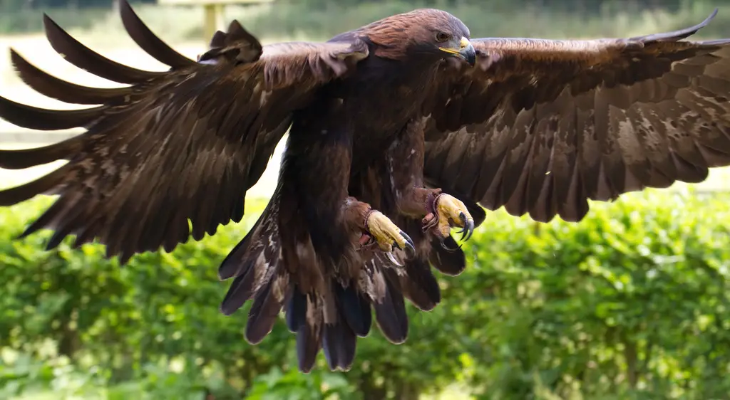 Golden Eagles Back From The Brink As Numbers Soar To 'Historic' Levels