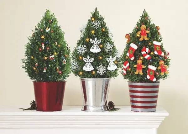 Why You Should Buy Potted Christmas Tree This Holiday Season