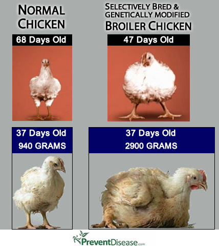 Broiler Chickens Found At Grocery Retailers Grow Three Times Faster ...