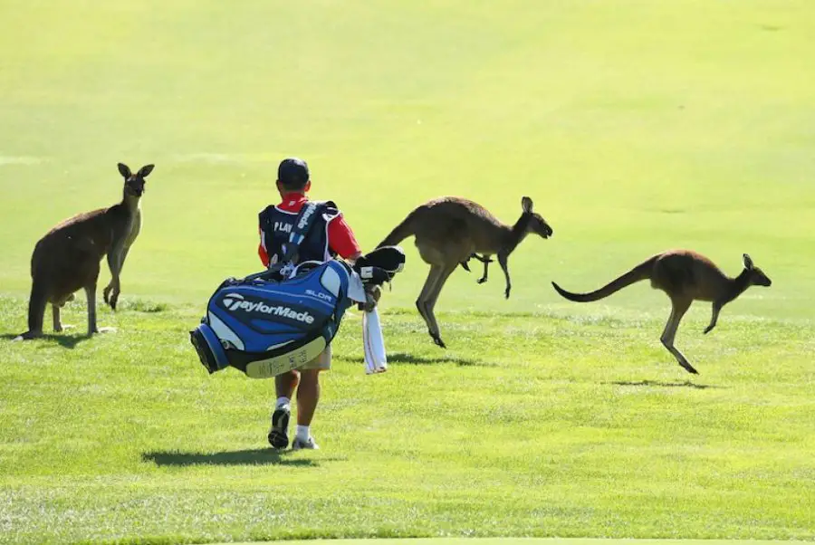 kangaroo golf course TruthTheory