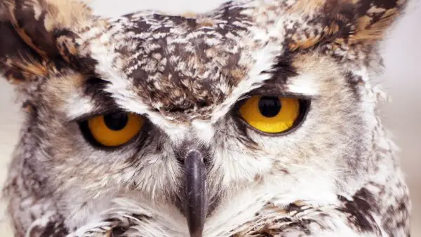 do-you-keep-seeing-owls-what-is-the-meaning-of-this-strange-phenomenon