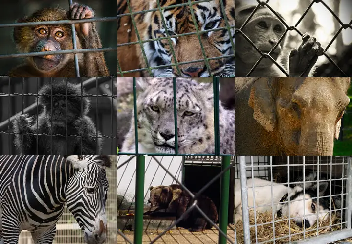 The Importance Of Keeping Animals Captive In