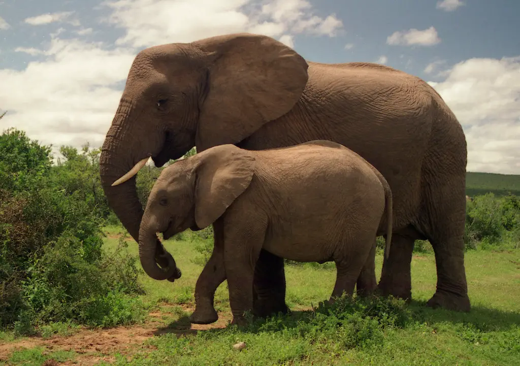 Tags: elephants , ivory market , opinion