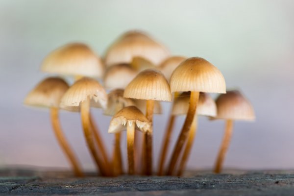 65197265 - creative autumn landscape with mushrooms