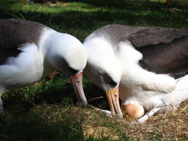 laysan-albatross-birds-pair-with-egg-725x544