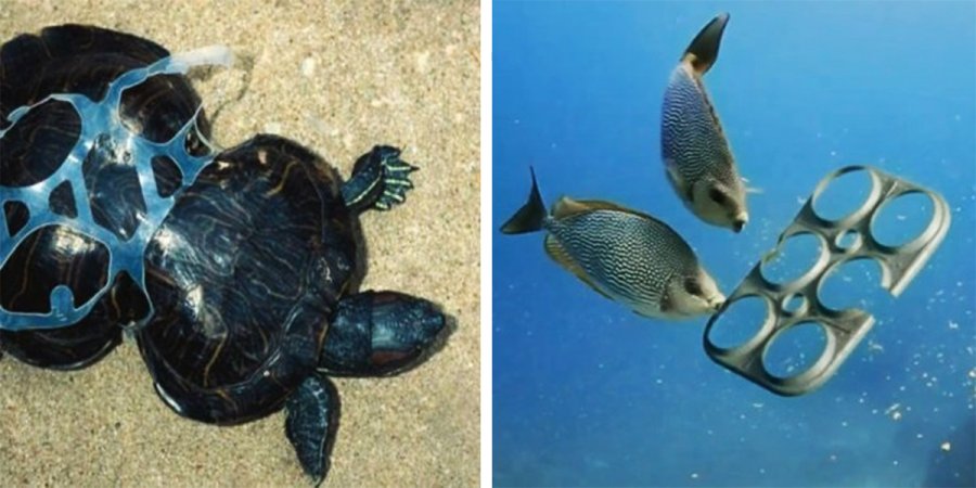 Brewery Creates Edible Six Pack Rings That Are Good For Sea Life Which ...