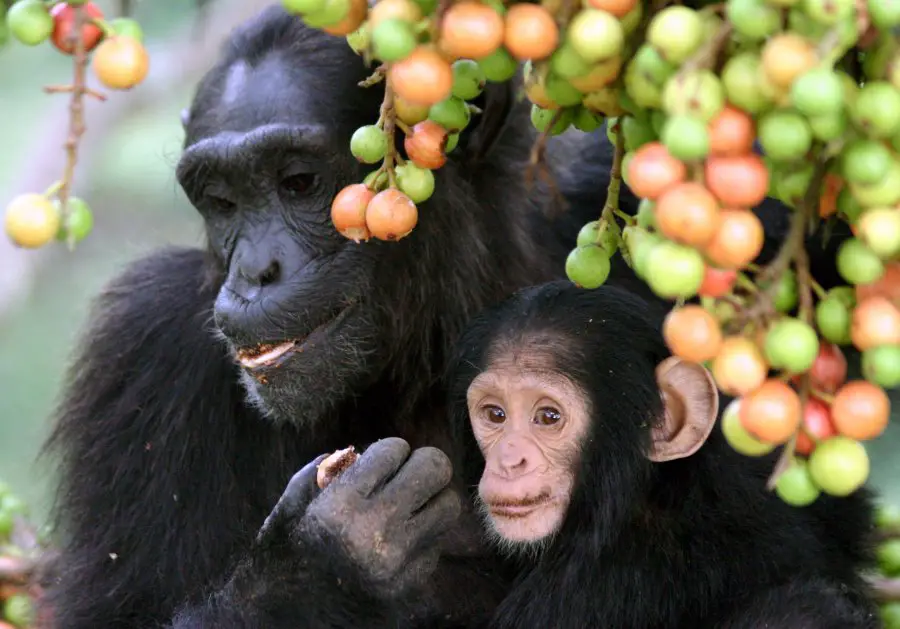 Undercover Investigation Shows Chimpanzees Being Illegally Taken From