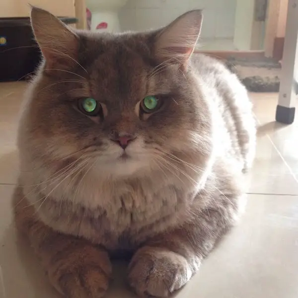 Meet Bone Bone, The Enormous Fluffy Cat From Thailand That ... - 600 x 600 jpeg 55kB