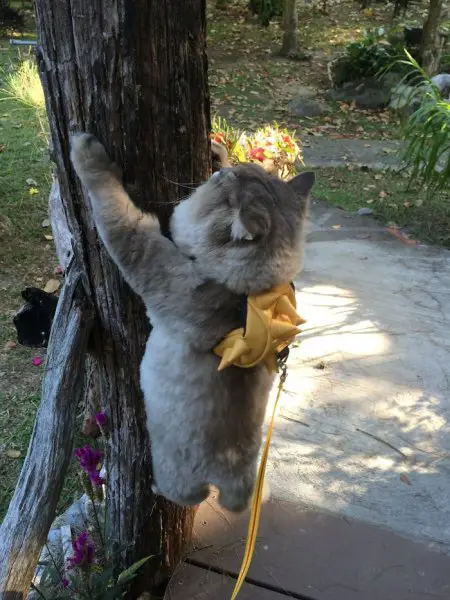 Meet Bone Bone, The Enormous Fluffy Cat From Thailand That ... - 450 x 600 jpeg 71kB