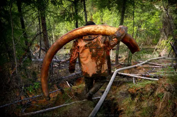 mammoth tusk hunting russia 1 59437b56291e6 880