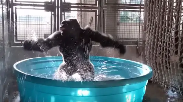 seen on badchix breakdancing gorilla enjoys pool 01