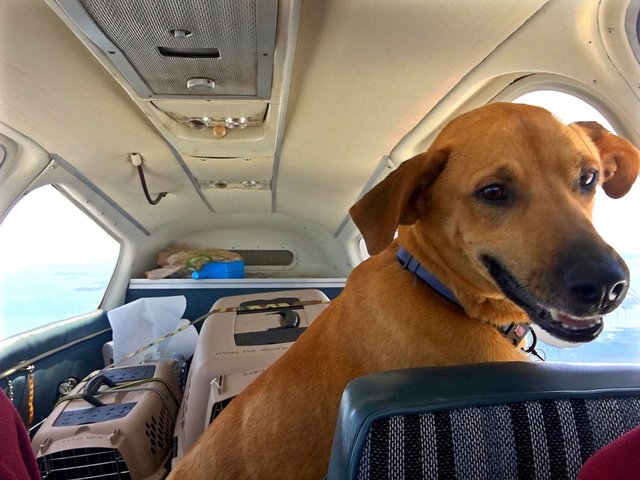 This Guy Bought An Entire Airplane So He Could Fly Homeless Dogs To Safety