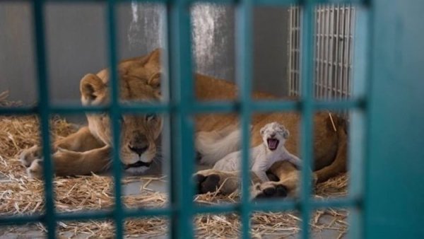 Dana the Lion and Cub Four Paws
