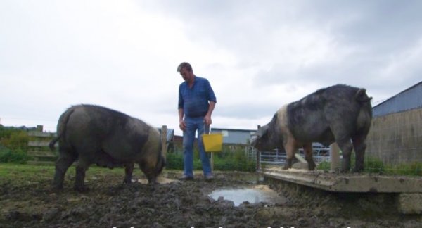 Kenny Gracey the Farmer and Pigs Youtube