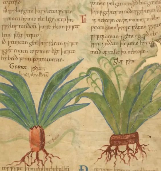 medieval herbal remedies online 2