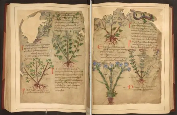 medieval herbal remedies online 6
