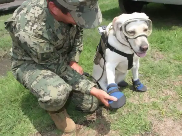 mexico earthquake hero rescue dog frida 59c3b73be54d3 700