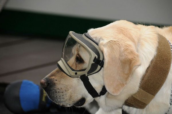 mexico earthquake hero rescue dog frida 6 59c3b36760bad 700