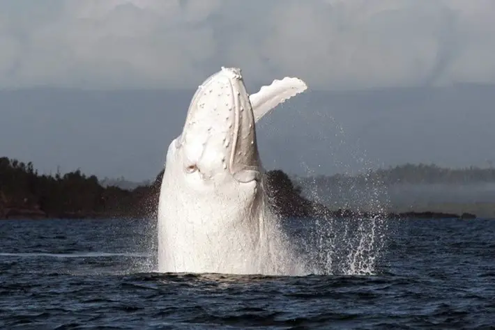 Mesmerizing White Humpback Whale Spotted Off The Coast Of Australia ...