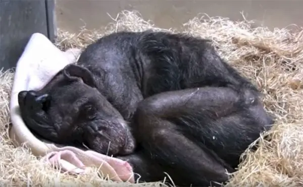 59 year old sick chimpanzee recognize friend jan van hooff 1