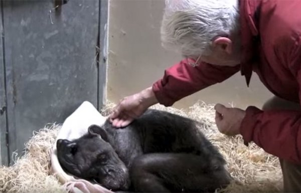 59 year old sick chimpanzee recognize friend jan van hooff 3
