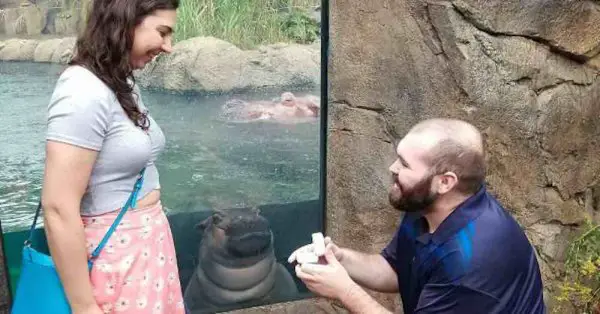 Fiona the Hippo and Proposal Hayley Roll Instagram