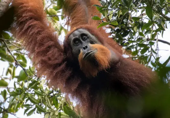 Orangutan A