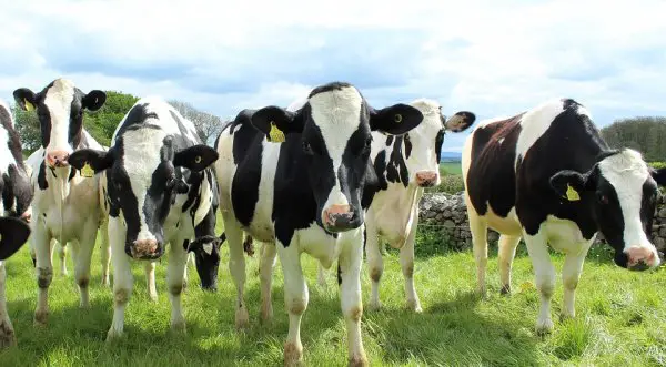 Heifers Holstein Cattle Dairy Field Cows Milk 2318436 1