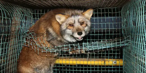 Oikeutta eläimille Fur farming in Finland 07