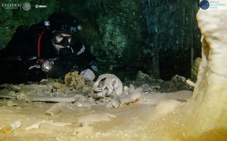 Giant Sloth And Human Bones Found In The World S Largest Underwater   Pasted Image 0 1 8 768x480 