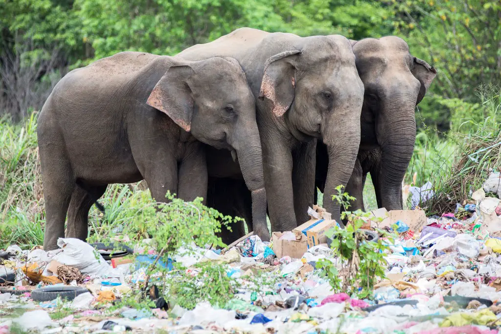 Elephant Dies by Plastic Waste 2