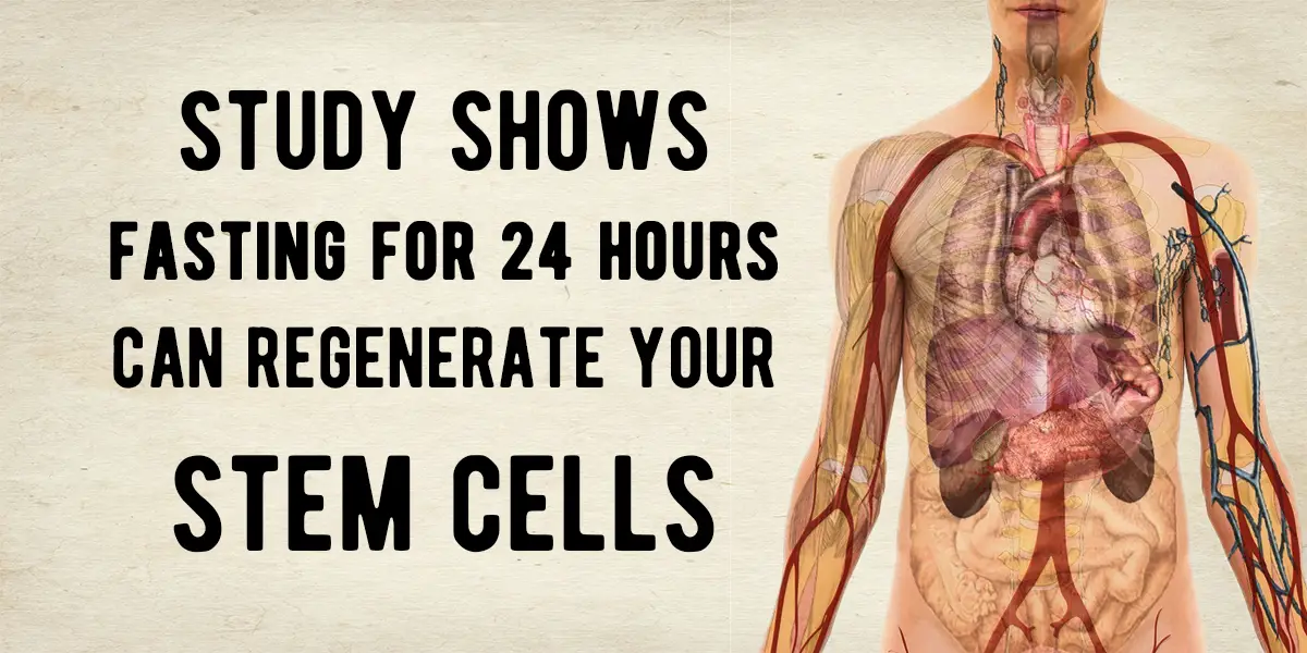 Image result for Fasting 24 hours Boosts Stem cellsâ