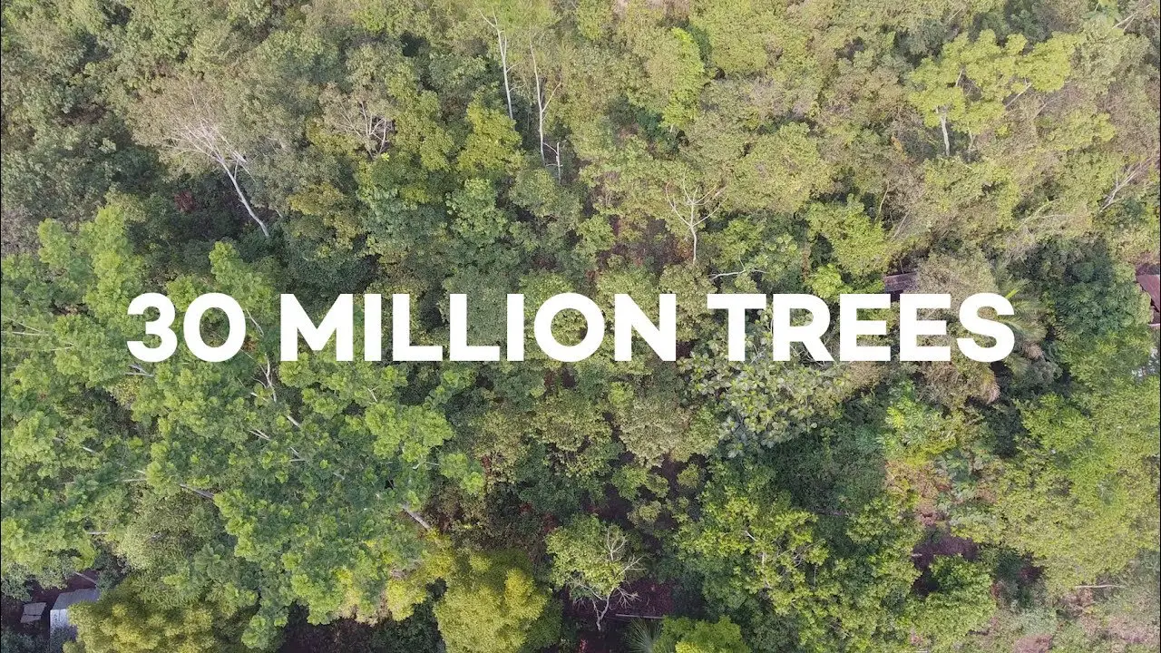 How People Have Helped Plant 30 Million Trees By Surfing The Web