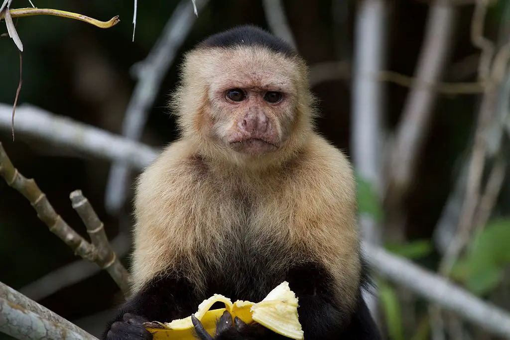 Panamanian White faced Capuchin