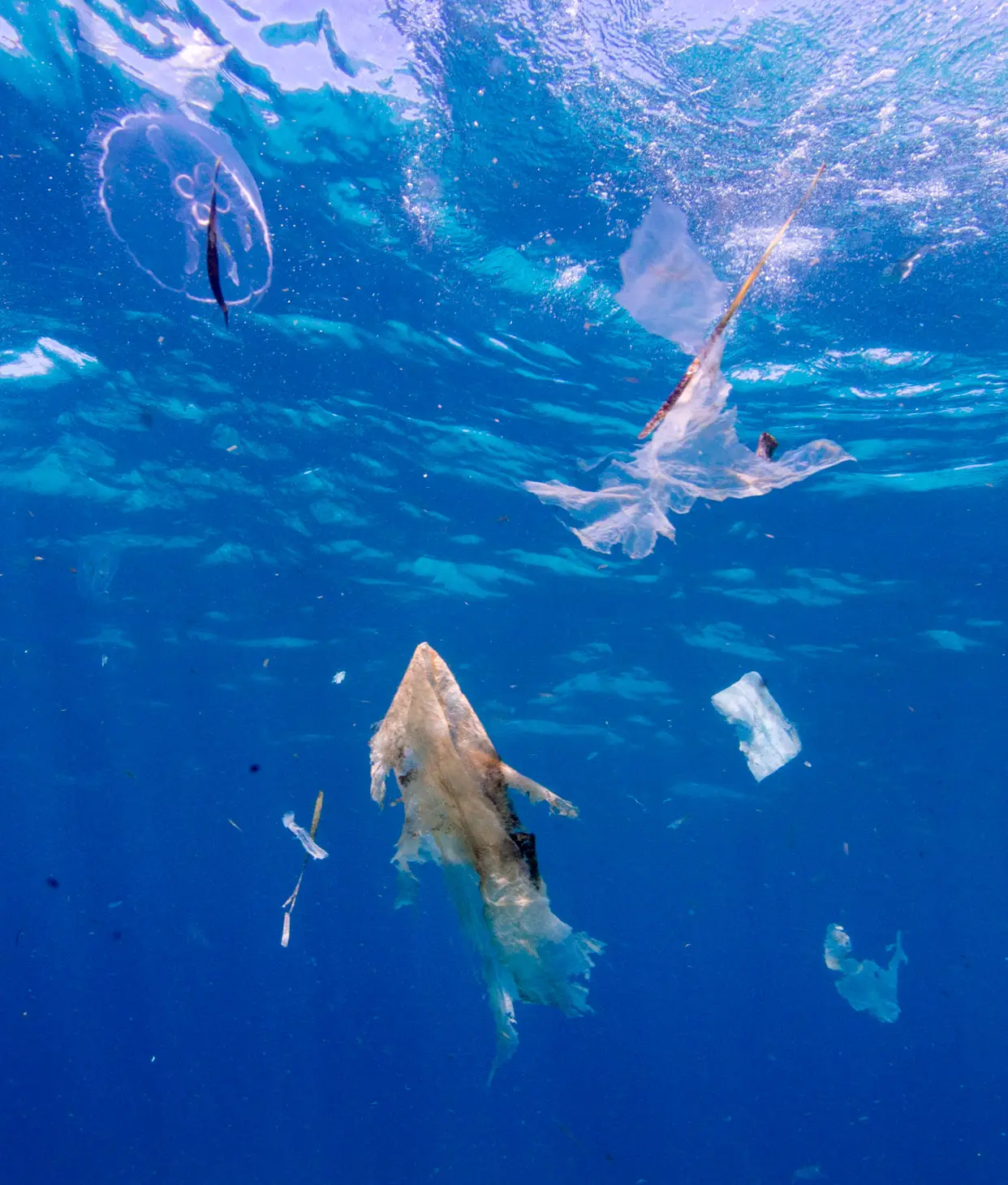 ‘Sea Of Plastic’ Discovered In The Caribbean Stretches Miles And Is Choking Wildlife PB013687