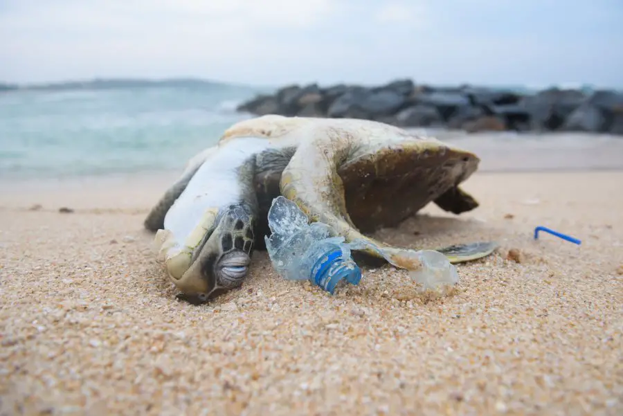 Bali Bans Single Use Plastics Aiming At 70% Reduction In 2019