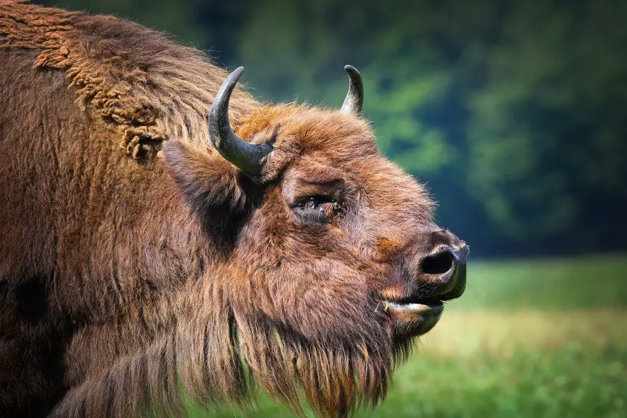 A Wild Bison Was Spotted In Germany For The First Time In 250 Years ...