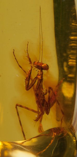 praying mantis amber heritage auctions 5