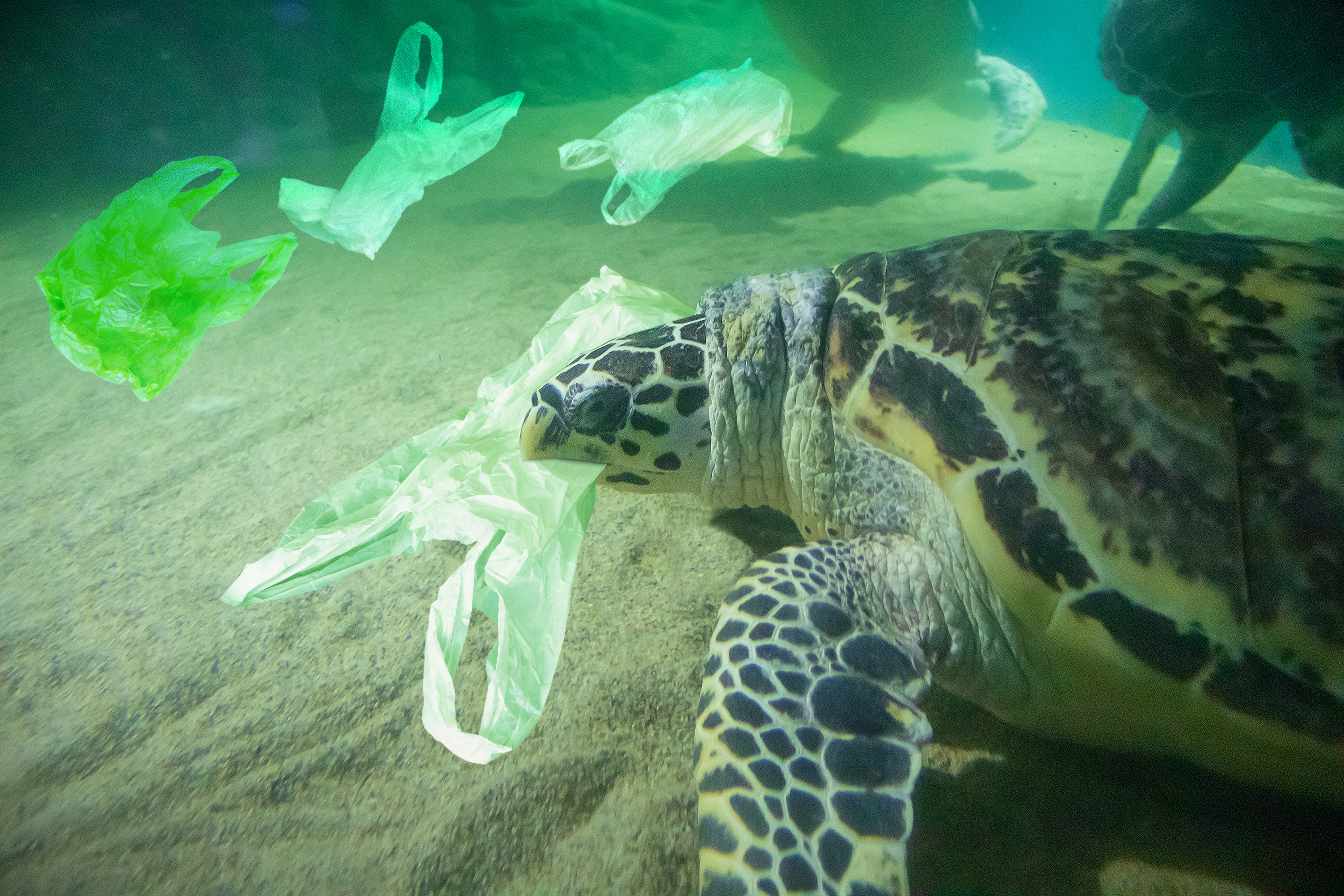 New Zealand Becomes Another Country That Says No To Single-Use Plastic Bags 115458867_l