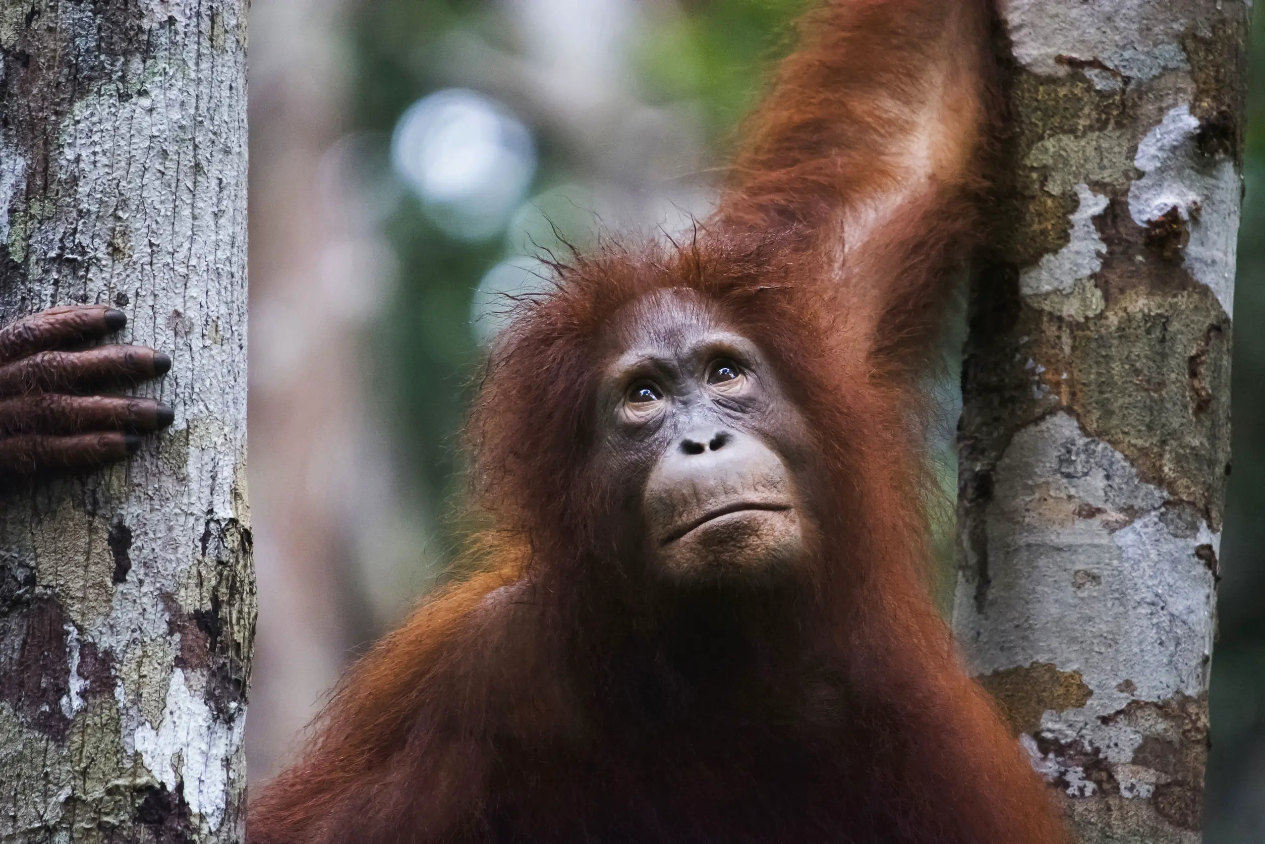 Orangutans Could Go Extinct Within The Next 10 Years, Animal Charity Warns 107570490_m