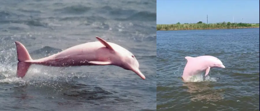 pink river dolphin