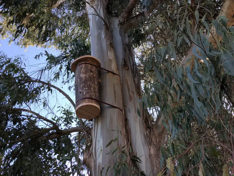 This Zen Beekeeper Is Returning Bee Hives To The Wild 3-7