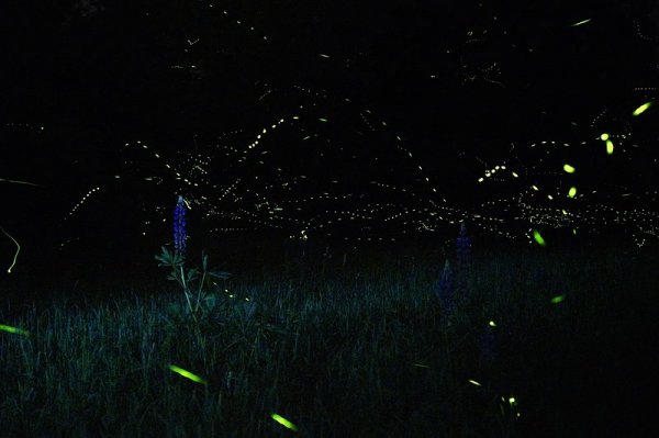 800px Lupines and Fireflies No. 3 14319911789