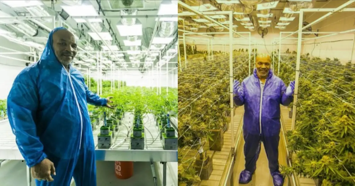 Mike Tyson Is Opening A Luxurious 300-Acre Cannabis Resort My-Post-1