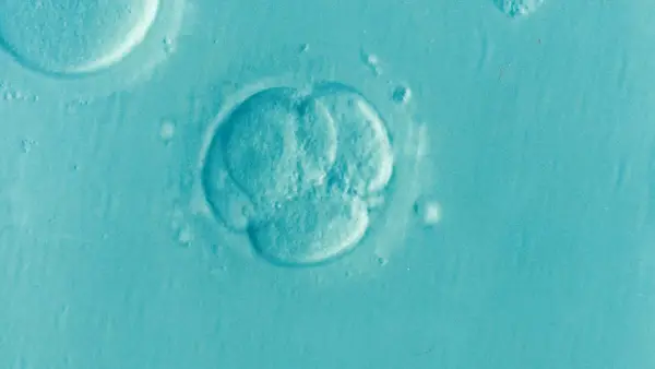 embryo 1514192 960 720