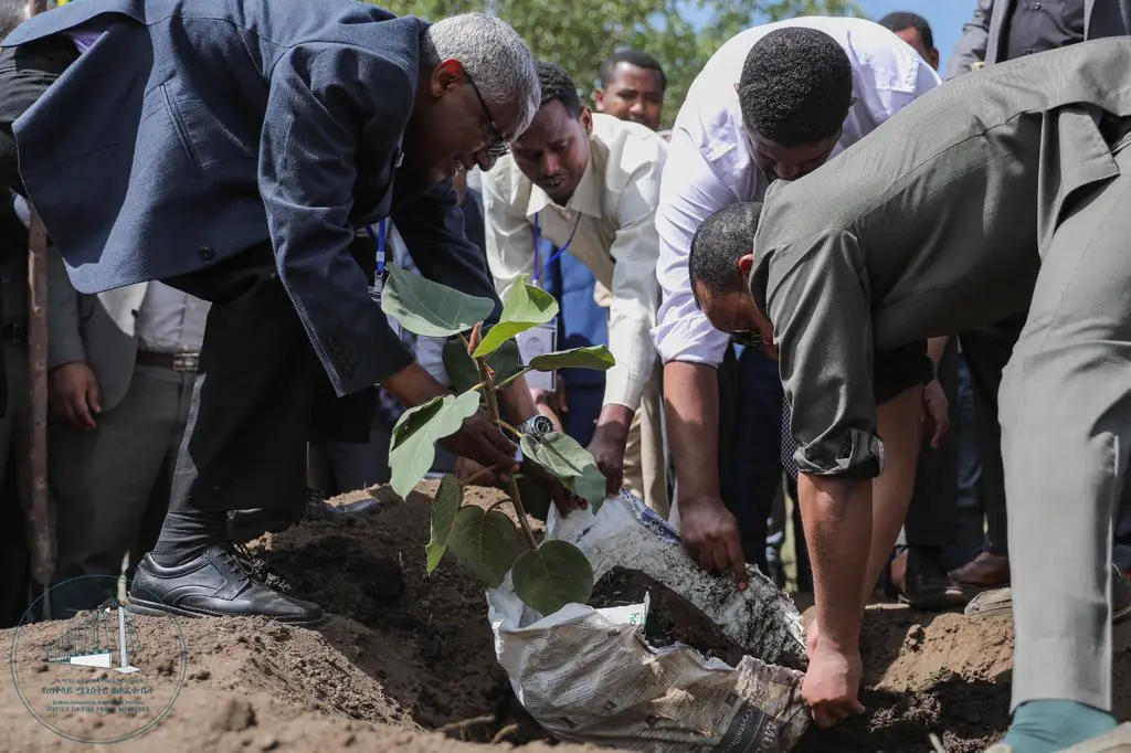 Ethiopia Plans To Plant 4 Billion Trees To Save The Planet PhpRE7QME