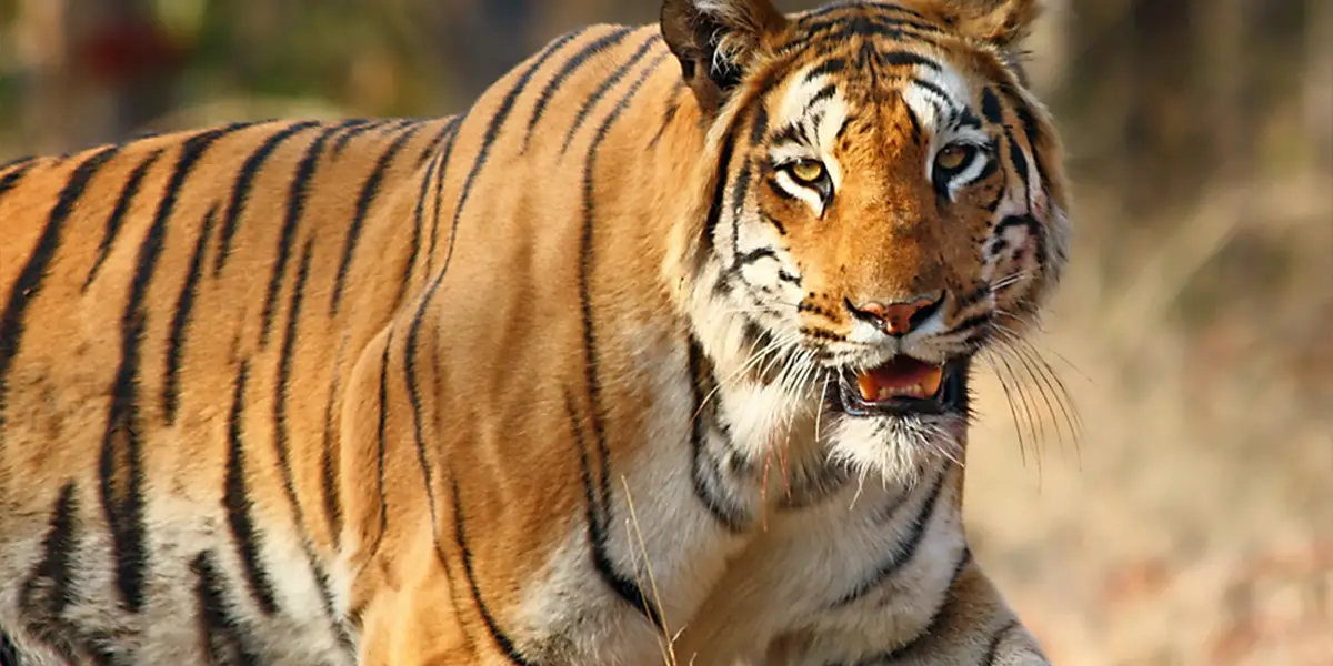Nagzira Tiger By Vijay Phulwadhawa