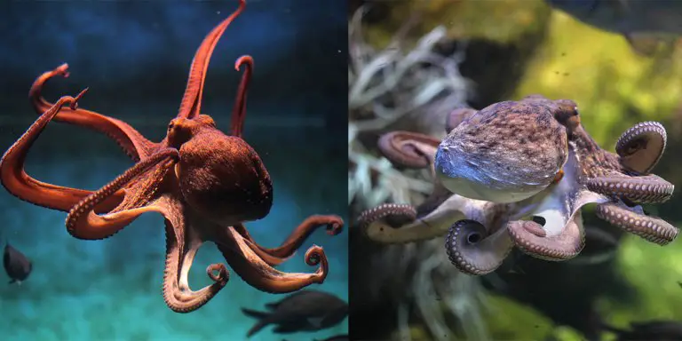 octopus that changes moods